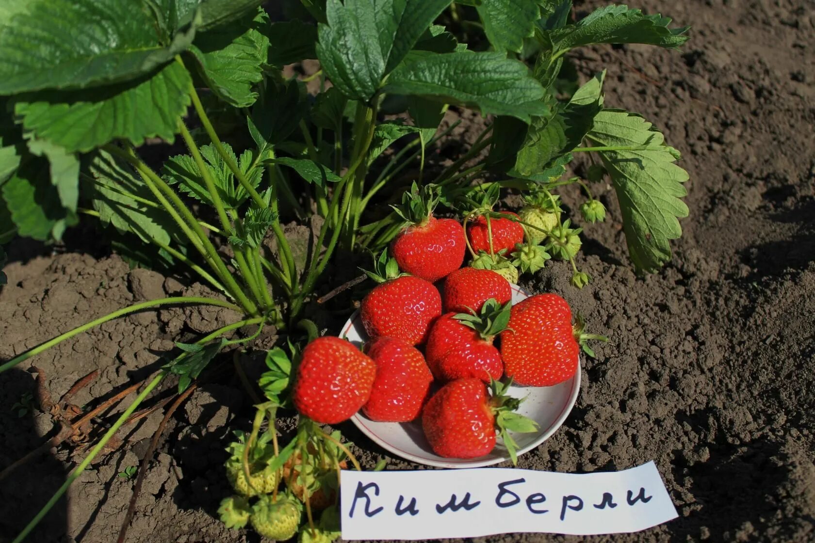 Клубника кимберли описание сорта фото отзывы садоводов Клубника Кимберли (ранний срок созревания) купить в Самаре