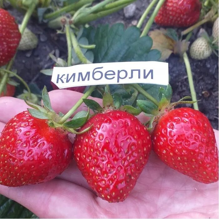 Клубника кимберли описание сорта фото отзывы садоводов Земляника Кимберли Российским садоводам гибридный сорт клубники Кимберли известе