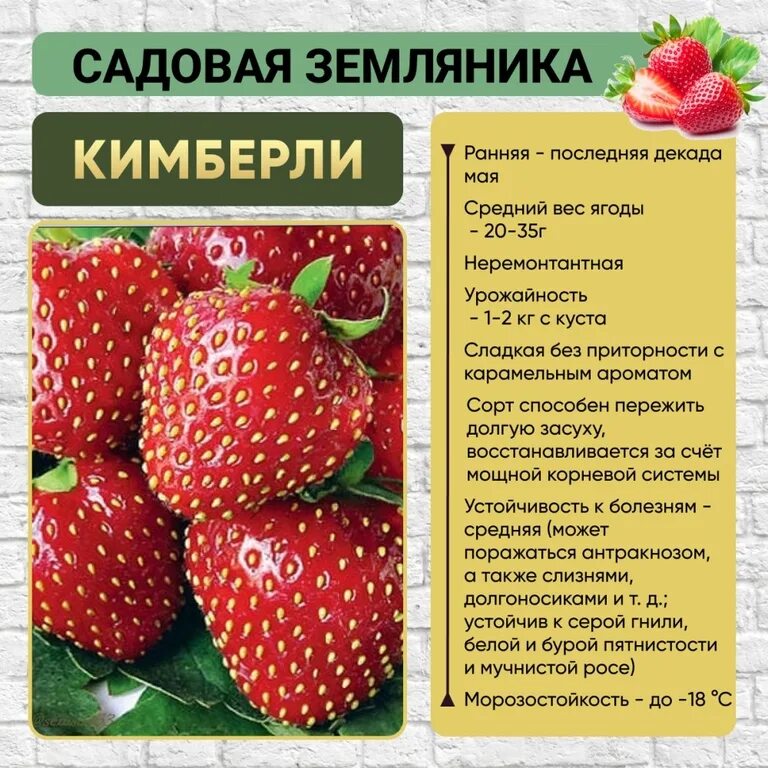 Клубника кимберли описание сорта фото отзывы садоводов Земляника Кимберли сверхранняя 1 шт ОСП
