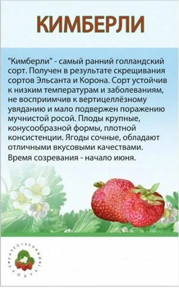 Клубника кимберли описание сорта фото отзывы садоводов Саженцы клубники сорт Кимберли в Гродно (Саженцы клубники) - Штинор, ЧПТУП на Bi