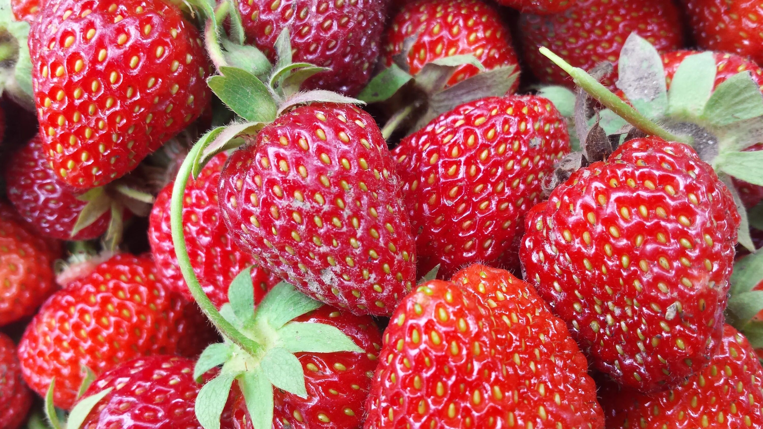 Клубника кимберли описание сорта фото отзывы садоводов Strawberry Berry Red Berries free image download