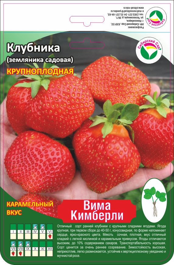 Клубника кимберли описание сорта фото отзывы садоводов Земляника кимберли описание сорта фото отзывы