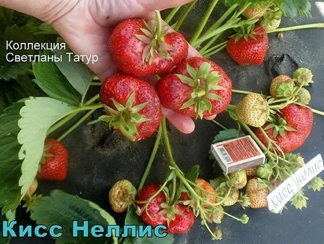 Клубника кисс неллис фото Клубника Кисс Неллис: один из самых крупноплодных сортов