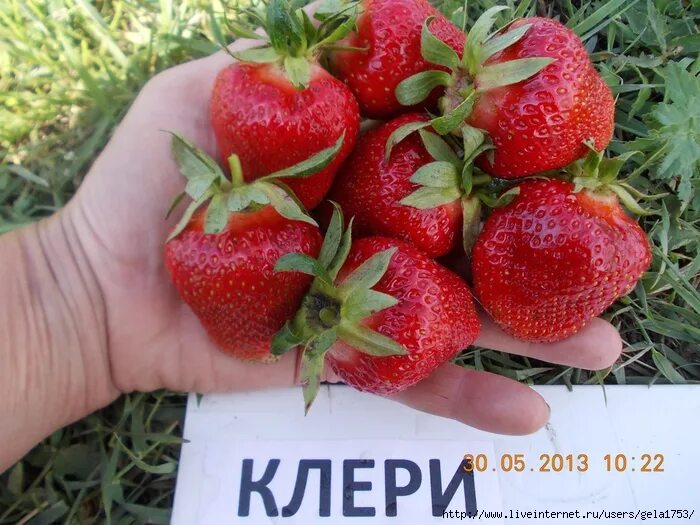 Клубника клэри описание сорта фото отзывы садоводов Клубника Крупноплодная ранняя Суперсладкая "КЛЕРИ" - Саженцы в Орле