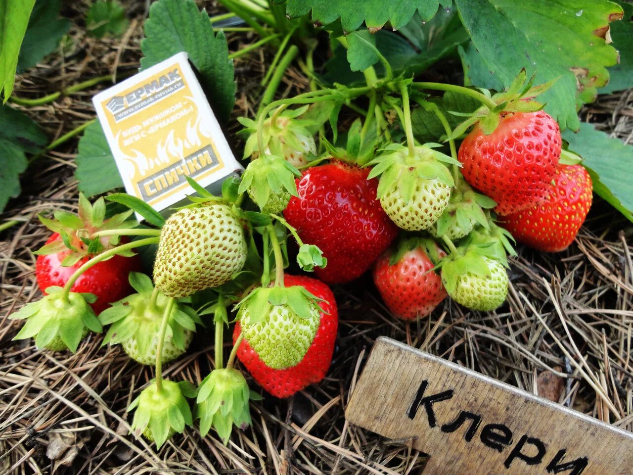 Клубника клэри описание сорта фото отзывы садоводов Купить рассаду клубники Клери за 280 руб. в интернет магазине Клубничная полянка