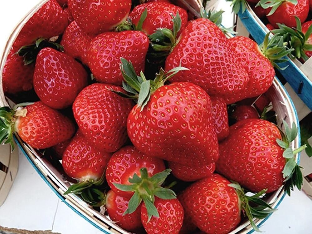 Клубника клэри описание сорта фото отзывы садоводов Земляника Клери: купить недорого в Новосибирске Сибирь Сад