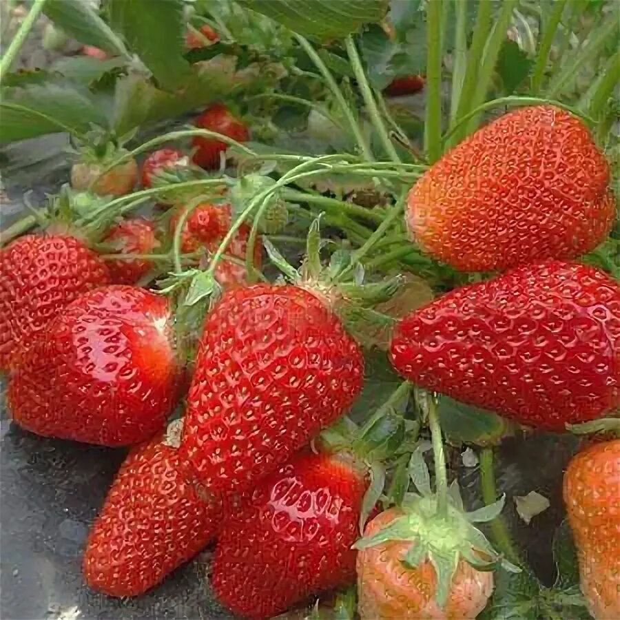 Клубника клэри описание сорта фото отзывы садоводов Купить рассаду земляники Клери с доставкой по Москве и МО Sadowodam.ru интернет 