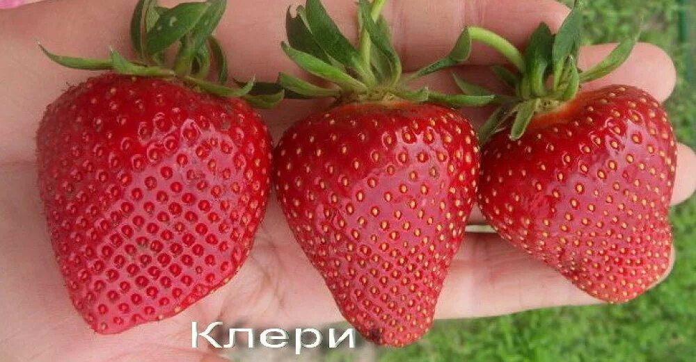 Клубника клэри описание сорта фото отзывы садоводов Клубника Клери