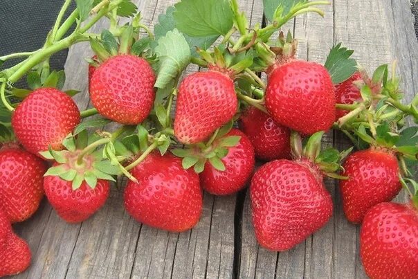 Клубника клэри описание сорта фото отзывы садоводов I'll sell the strawberry cassette. Class "Clary KSD" 10 rupees. "Clary" and "Cla