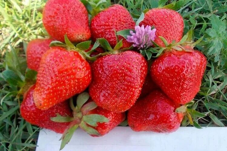 Клубника клэри описание сорта фото отзывы садоводов Земляника Клери: купить саженцы в Москве
