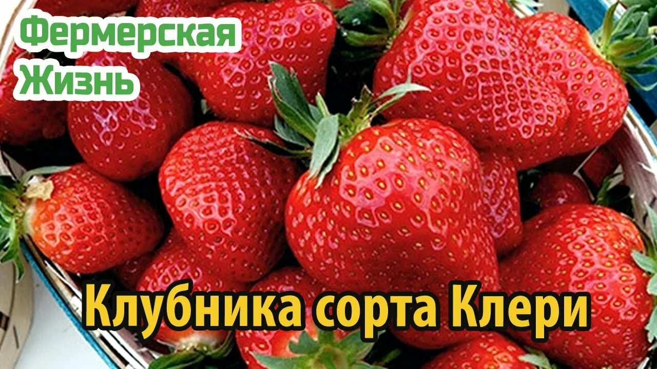 Клубника клэри описание сорта фото отзывы садоводов Клубника Клери основные характеристики и советы по выращиванию - YouTube