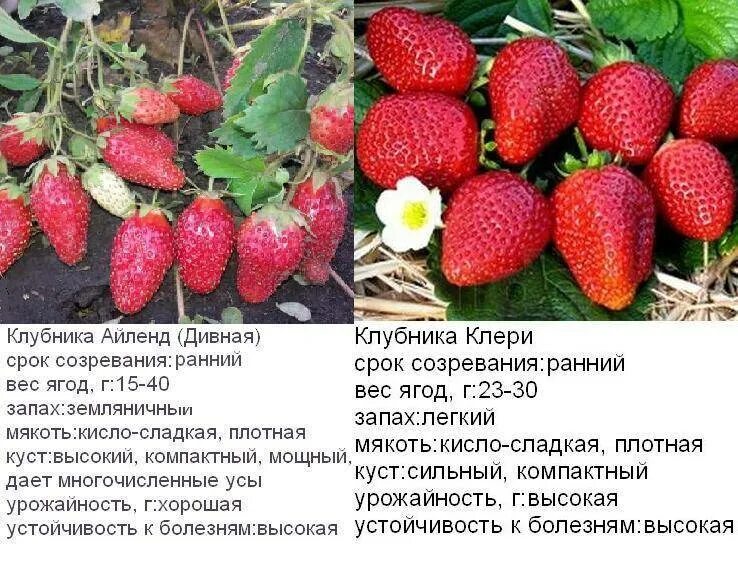 Клубника клери сорта фото отзывы садоводов Клубника Клери: описание и характеристики сорта, посадка и уход, отзывы с фото