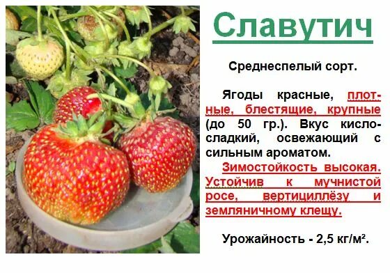 Клубника клодия описание сорта фото Клубника клодия описание сорта Фитостудия-63.ру