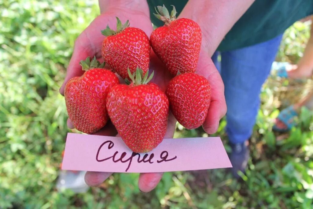 Клубника клодия описание сорта фото Друзья ! Кто ещё не определился с выбором клубники с окс , поторопитесь . Знаю ,