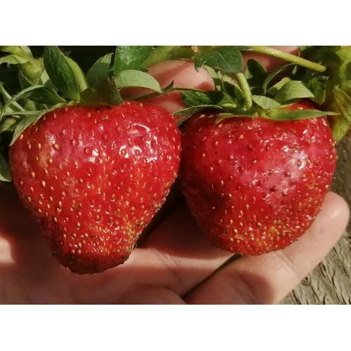 Клубника кокинская фото Клубника Кокинская Отборная. Купить саженцы в Санкт-Петербурге