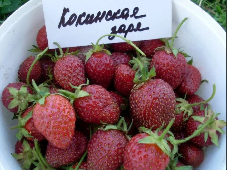 Клубника кокинская фото Клубника Кокинская заря саженцы купить в Москве и Подмосковье в питомнике