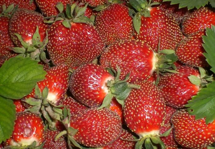 Клубника кокинская фото Клубника "Маришка" Саженцы земли Владимирской
