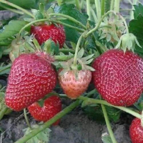 Клубника кокинская фото Купить саженцы клубники Кокинская заря, земляники интернет-магазин Белая Аллея