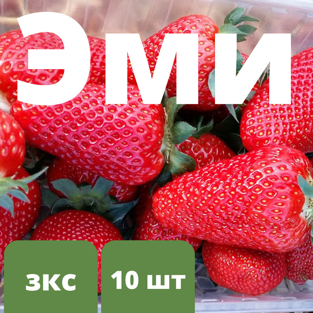 Клубника кори описание сорта фото отзывы Клубника Эми, 10 штук саженцев - купить с доставкой по выгодным ценам в интернет