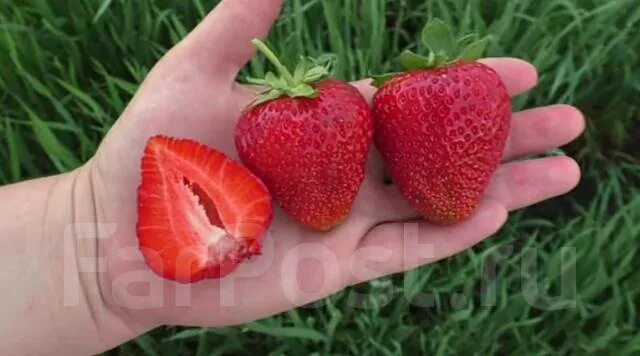 Клубника кори описание сорта фото отзывы Кори клубника описание сорта фото