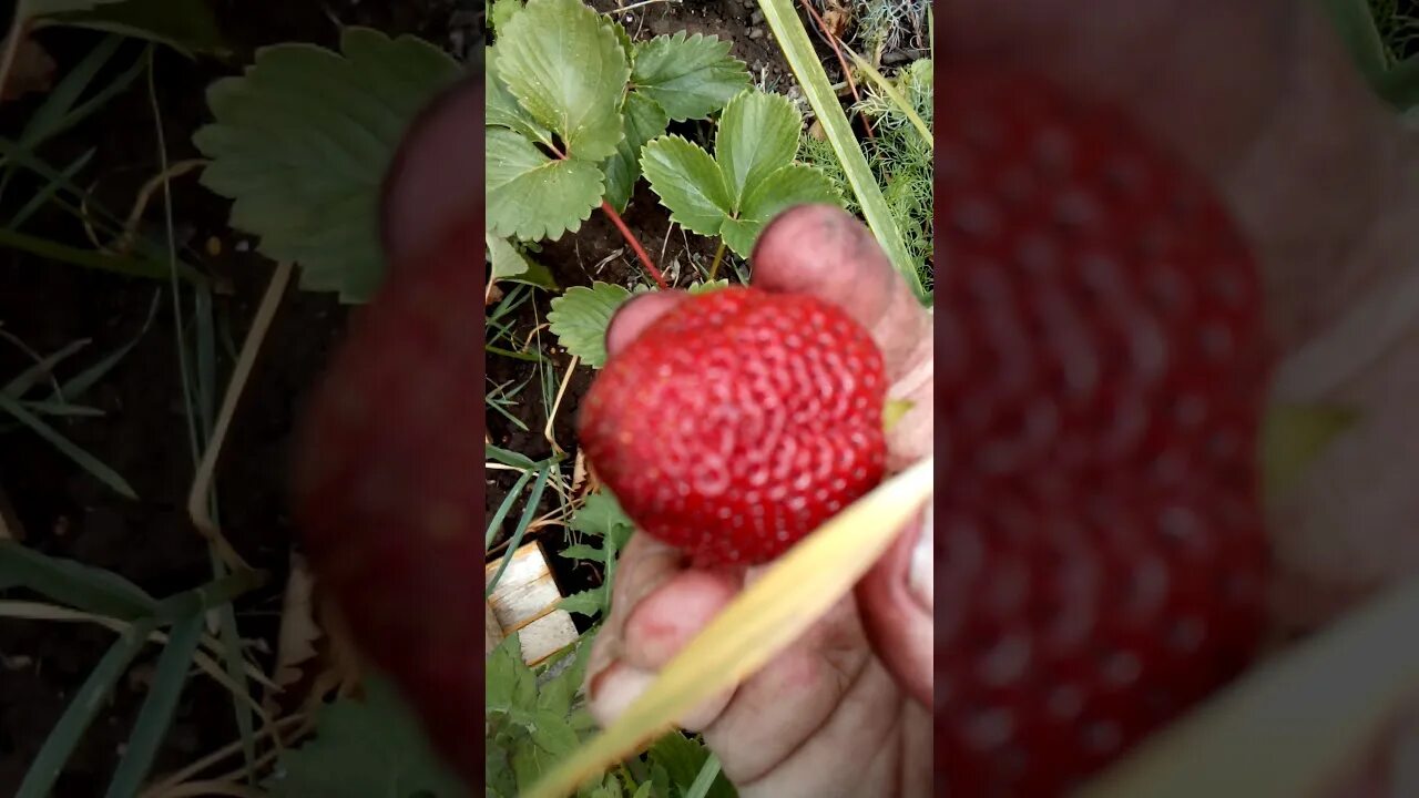 Клубника кори описание сорта фото отзывы Клубника сорт кори - YouTube