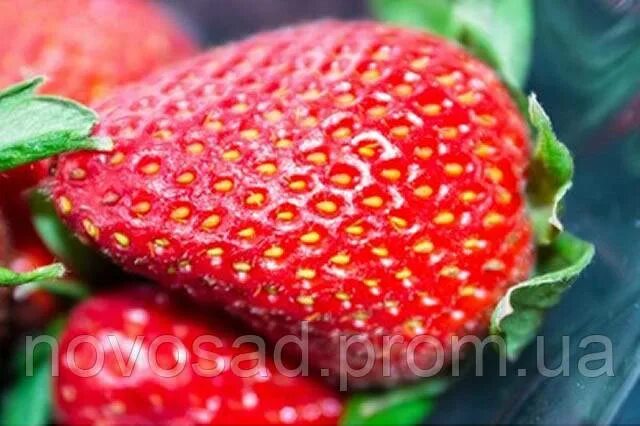 Клубника кори описание сорта фото отзывы Саджанці Полуниці "фріго" Сорту "Корі" ( Cory Strawberry) - Купить Недорого на B