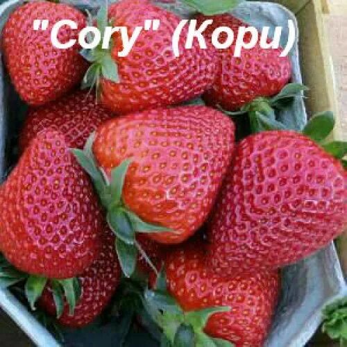 Клубника кори описание сорта фото отзывы Саженцы клубники кори купить в Москве по цене от 100 рублей