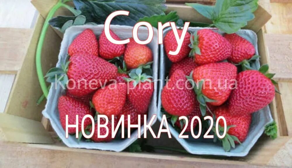 Клубника кори описание сорта фото отзывы Купить Саженцы клубники "Кори" (Cory) NEW 2022!!! рассада, оптовая цена, с доста