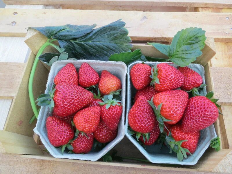 Клубника кори описание сорта фото отзывы Cory ® "P241102" - Strawberryplants - Strawberry - Vissers Plant Innovators