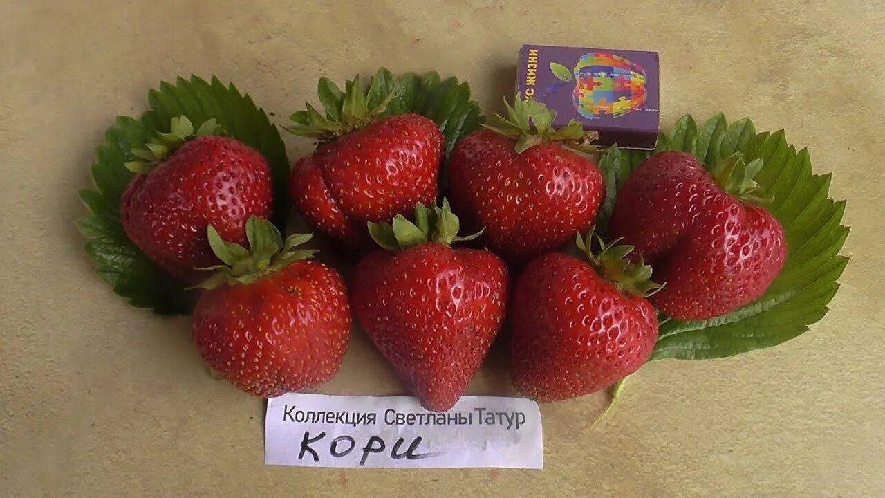 Клубника кори описание сорта фото отзывы КОРИ - сорт с крупной ягодой ярко-красного цвета. - YouTube