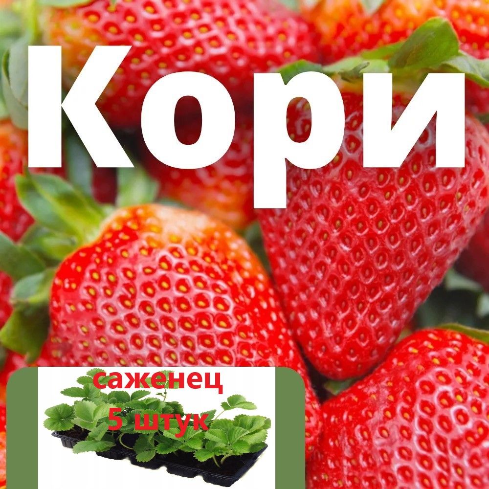 Клубника кори описание сорта фото отзывы Саженец,5шт - купить с доставкой по выгодным ценам в интернет-магазине OZON (522