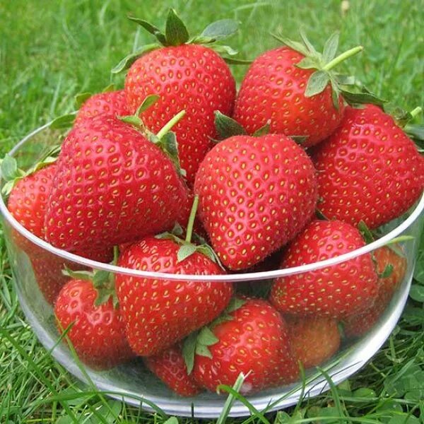 Клубника кори описание сорта фото отзывы Strawberry Plants 'Vibrant' (12 plants)