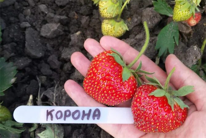 Клубника корона фото и описание Сорт клубники Корона - описание, отзывы огородников, фото