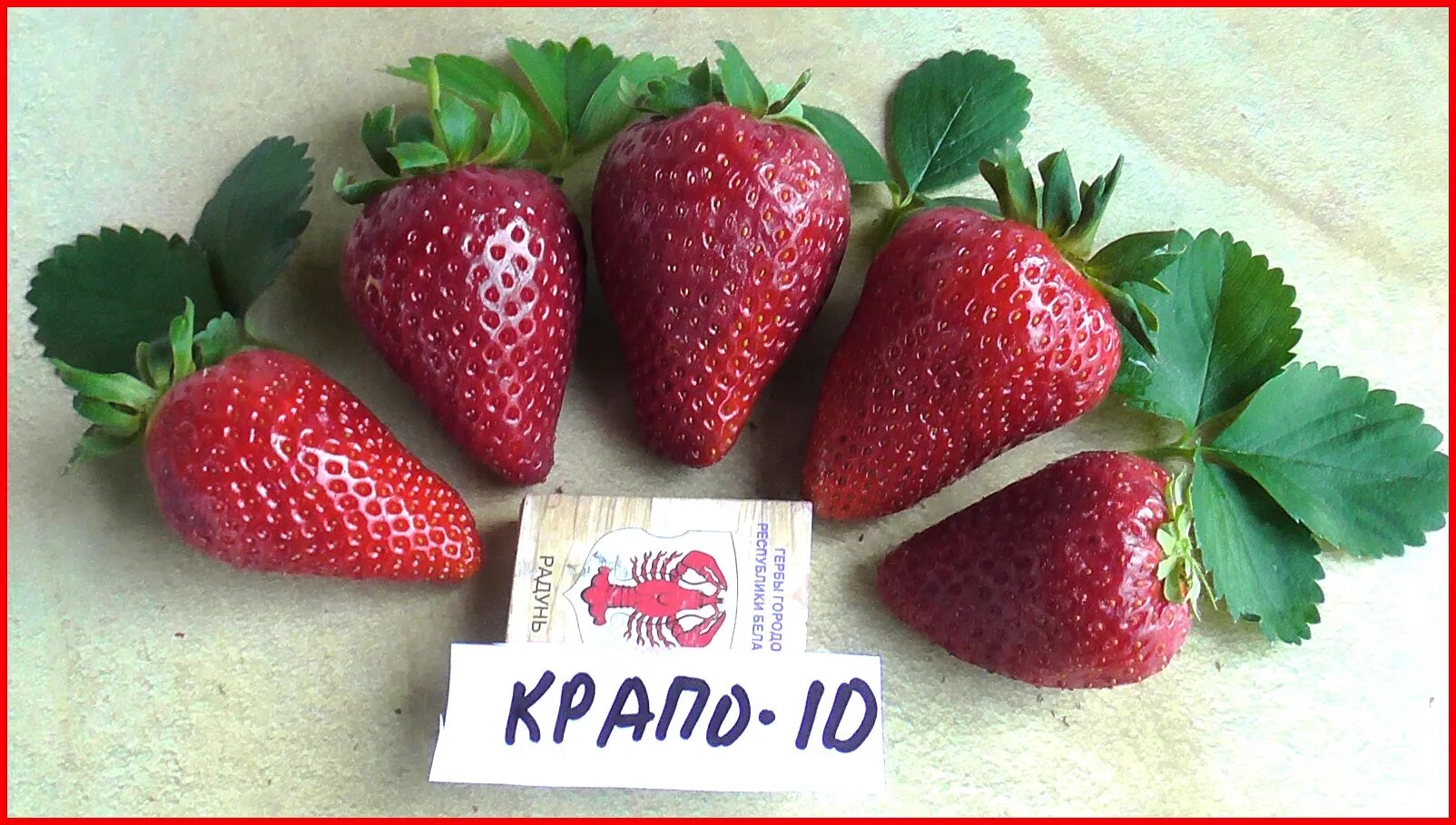 Клубника крапо 10 описание сорта фото отзывы Крапо 10 клубника описание сорта HeatProf.ru