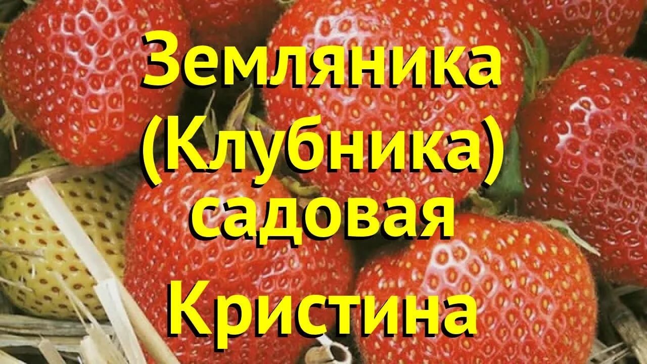 Клубника кристина описание сорта фото Земляника садовая Кристина. Краткий обзор, описание характеристик fragaria anana