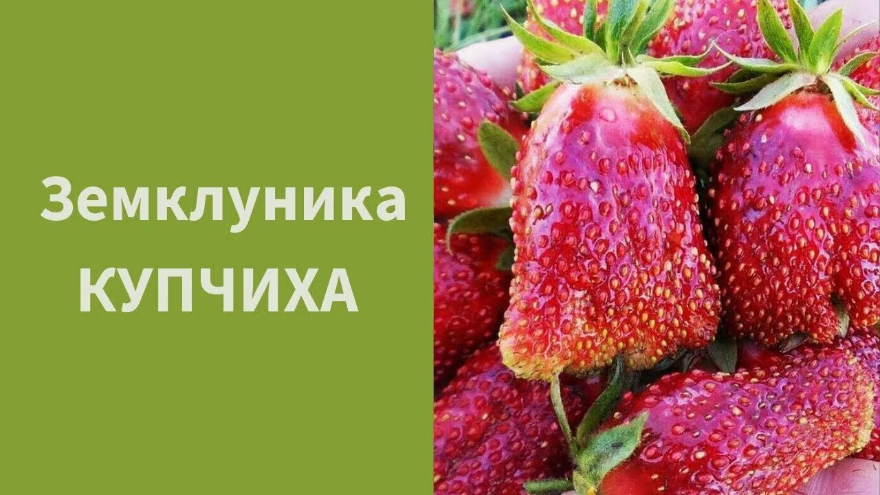 Клубника купчиха фото описание отзывы садоводов #19 Земклуника "Купчиха". Новинка в МОЕМ саду! Мнение о ней противоречивые... Ре