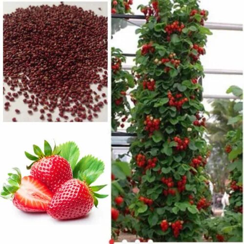 Клубника кустовая сорта с фото Red Climbing Strawberry Seeds, Garden Fruit Plant, Sweet And Delicious eBay