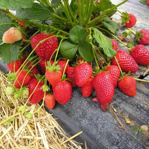 Клубника кустовая сорта с фото Саженцы Земляника Диамант ремонтантная (Fragaria Diamante) купить в Москве по ни