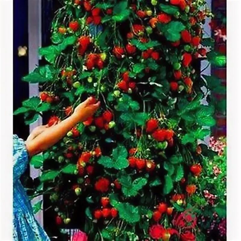 Клубника кустовая сорта с фото Red Climbing Strawberry Viable Seeds, Garden Pot Creeping Plant, UK Stock eBay