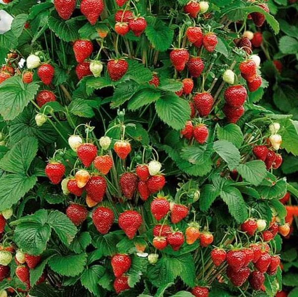 Клубника кустовая сорта с фото strawberry 'Mount Everest' - climbing strawberry Mount Everest everbearer - mid 
