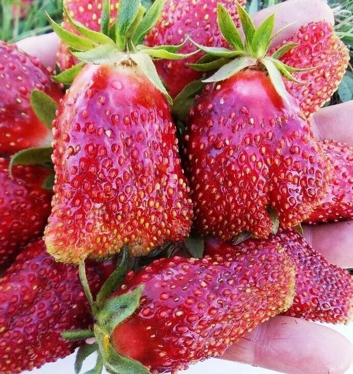 Клубника кустовая сорта с фото Клубника Купчиха 5 штук - купить с доставкой по выгодным ценам в интернет-магази