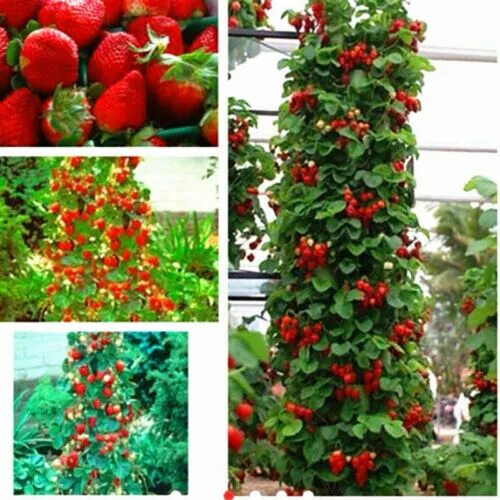Клубника кустовая сорта с фото Seeds Alpine Strawberry Red Everbearing Planting Climbing Organic 40Pcs eBay