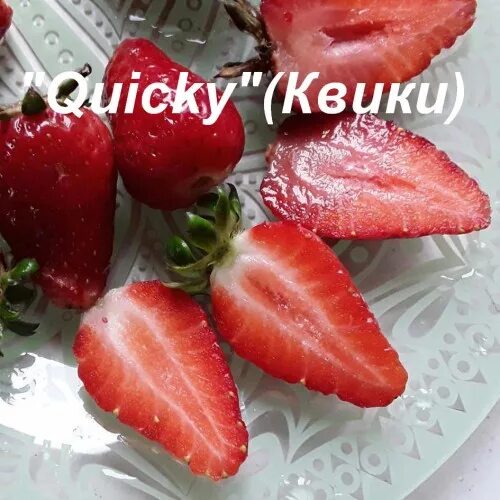 Клубника квики фото КВИКИ (ранний сорт) - "Сияние" г. Гомель