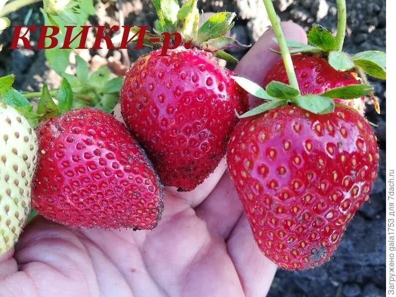 Клубника квики фото Купить Саженцы клубники (земляники) КВИКИ (QUICKY) у частных селекционеров