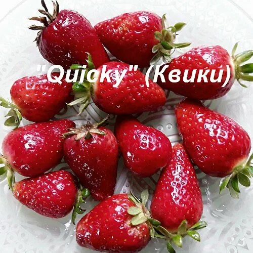 Клубника квики фото земляника Квики