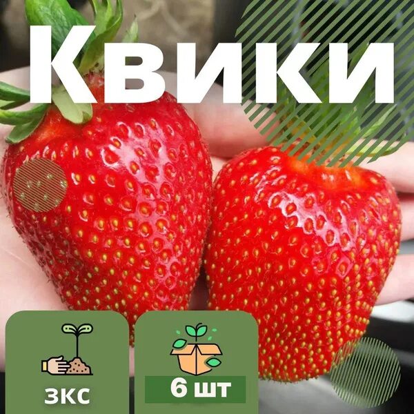 Клубника квики фото Клубника Шебекенский квик6 - купить по выгодным ценам в интернет-магазине OZON (