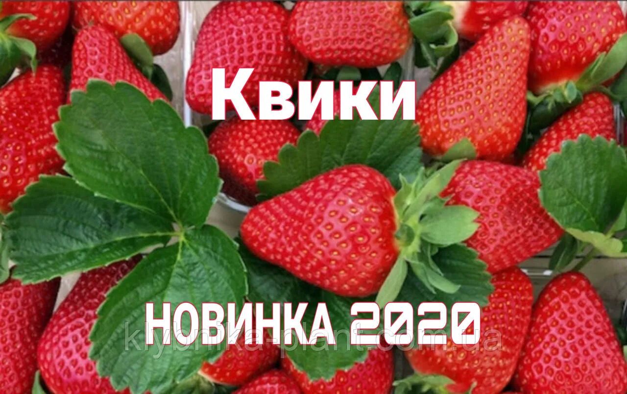 Клубника квики фото Земляника Квики: Фото и секреты выращивания Планета земля Фотогалерея природы на