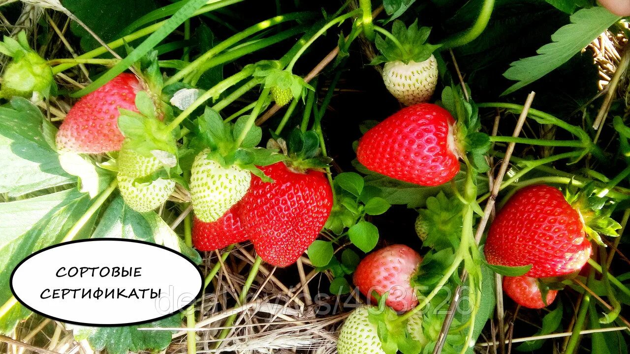 Клубника квики фото Квики клубника описание: найдено 90 картинок