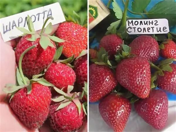 Клубника квики описание сорта фото отзывы садоводов Клубника сорт Квики - описание, посадка, уход, отзывы