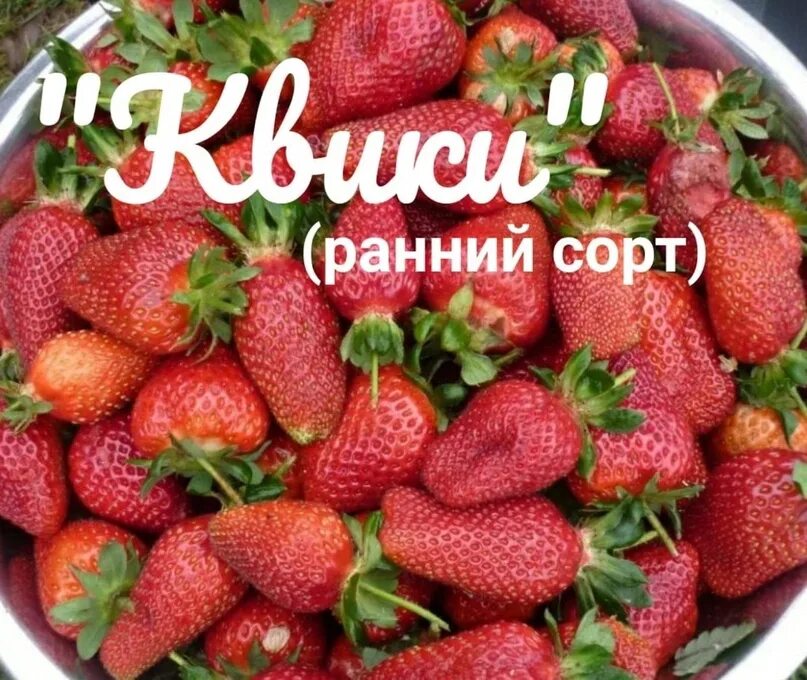 Клубника квики описание сорта фото отзывы садоводов Клубника квики с Зкс